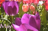 2000may-tulip.jpg (9565 bytes)